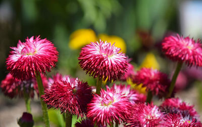 Close-up of pink flowers