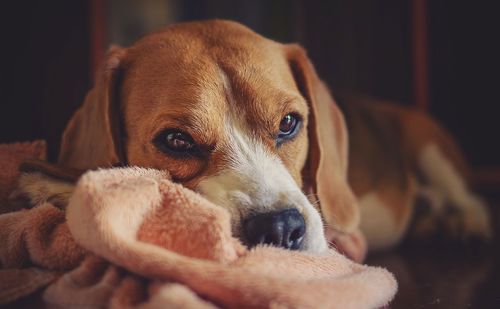 Close-up portrait of dog at home