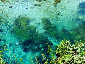 High angle view of fish swimming in sea