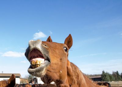 View of a horse