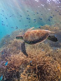 Fish swimming in sea