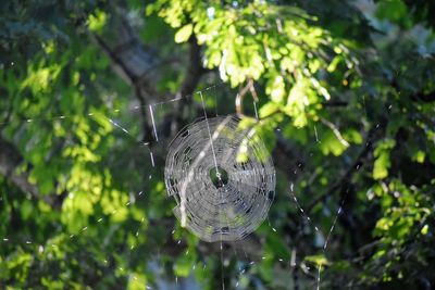 Close-up of spider on web