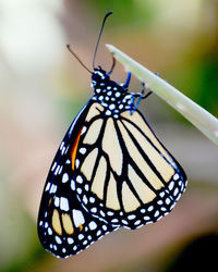 Butterfly on flower