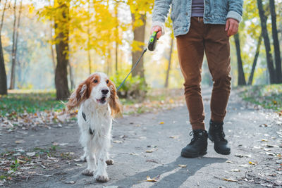 Well behaved family dog at a walk in the park. man walks his spaniel on the leash outdoors