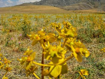 Yellow flowering plants on field