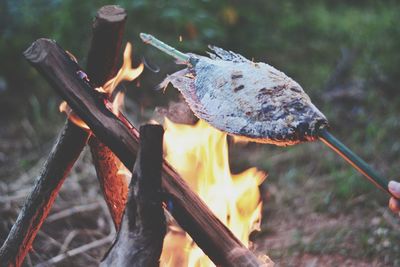 Close-up of bonfire on wooden log