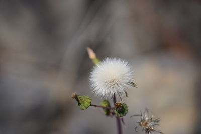 Close-up of dandelion flower