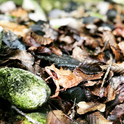 Close-up of dry leaves on field