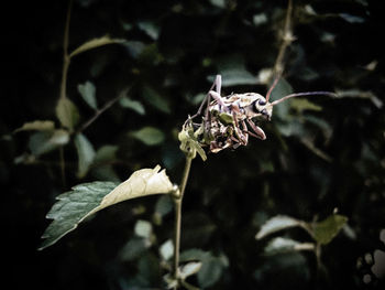 Close-up of wilted flower