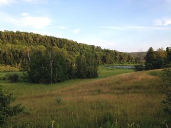 Scenic view of trees on field against sky