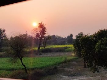 Trees on field against sky during sunset