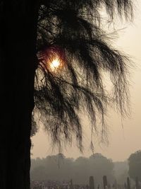 Bare trees against sky at sunset