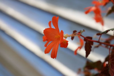 Close-up of red flowering plant