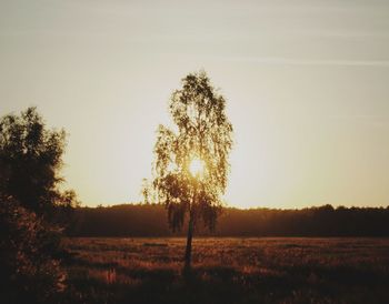 Silhouette trees on field against clear sky at sunset