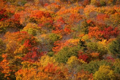 Close-up of autumn trees