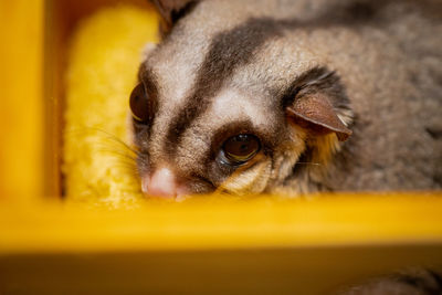 Close-up portrait of sugar gliders