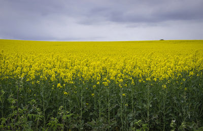 Scenic view of oilseed rape field against sky in rural england
