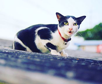 Close-up portrait of cat against sky