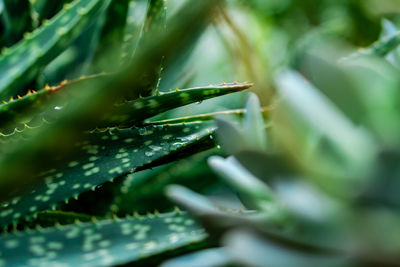 Close-up of succulent plant
