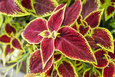 Plant background with purple green red potted flower coleus blumei , solenostemon landscaped  garden