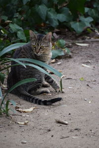 Portrait of cat on field