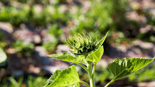 Close-up of plant