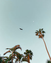 Low angle view of coconut palm tree against clear sky