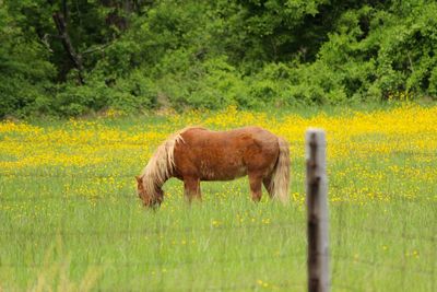 Horses grazing on grassy field