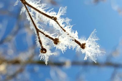 Close-up of frozen branch against sky