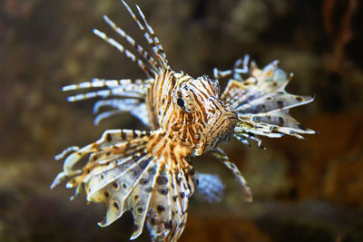 Close-up of butterfly on the sea