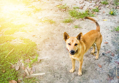 High angle view of dog standing on field