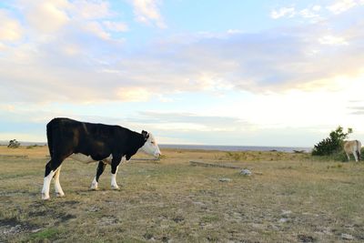 Cow standing in a field