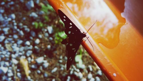 Close-up of butterfly on leaf