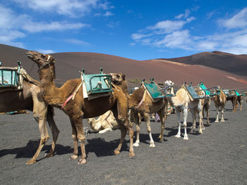 The spanish island of lanzarote