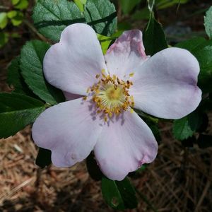 Close-up of pink flower blooming in garden