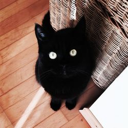 Close-up of cat