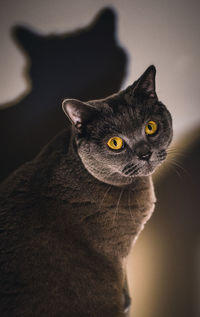 Close-up portrait of a cat