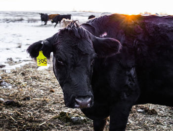 Cow standing in a field