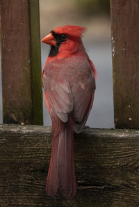 Red bird on the fence