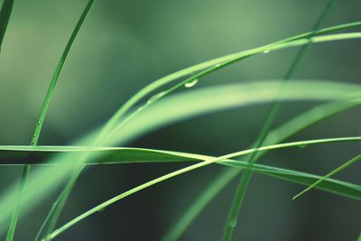 Close-up of green grass