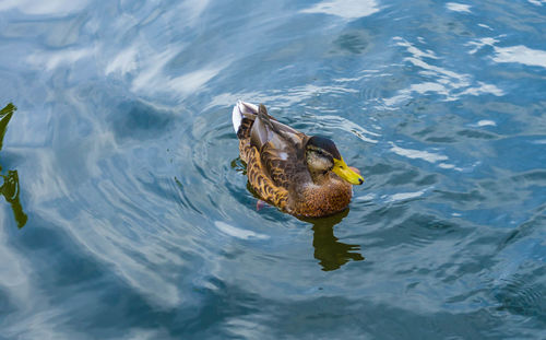 High angle view of mallard duck swimming in lake