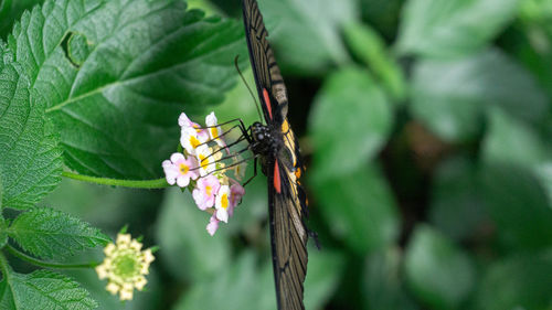 Close-up of insect on plant