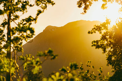 Close-up of plants against sky during sunset