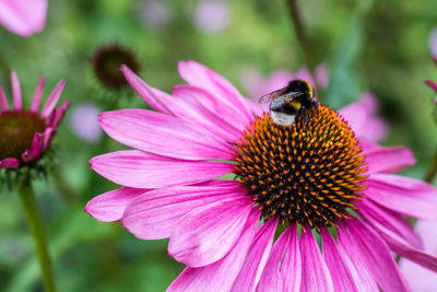 Close-up of honey bee on coneflower