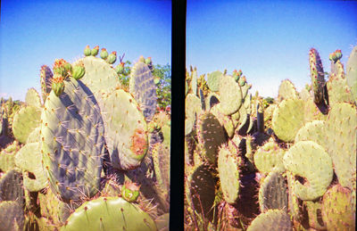 Close-up of prickly pear cactus against sky