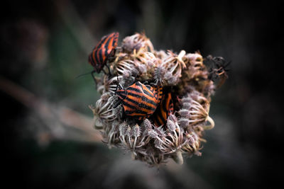 Close-up of butterfly on flower