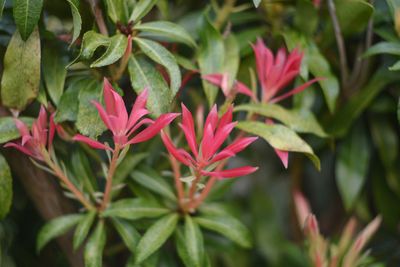 Close-up of red flowering plant