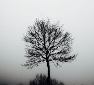 Low angle view of bare trees against sky