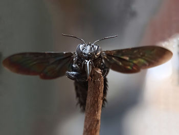 Close-up of insect