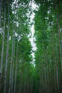 Low angle view of bamboo trees in forest